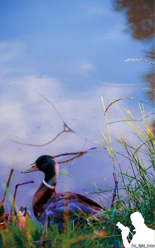 Un'anatra vicino al lago