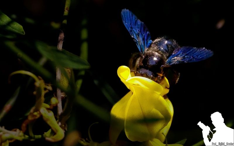 la foto di un'ape legnaiola che entra con la testa in un fiore giallo