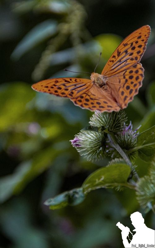 una farfalla Fritilaria su una foglia nel bosco di Serramazzoni