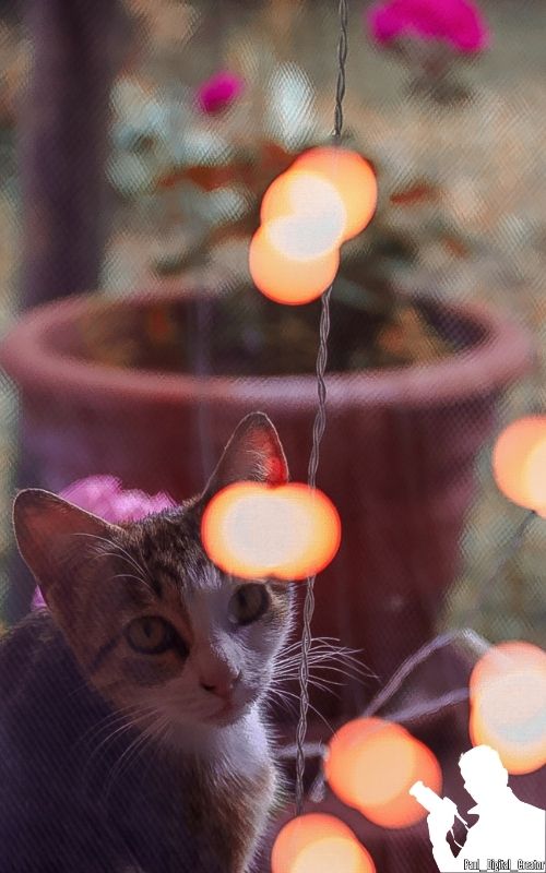Un gattino che guarda verso l'obiettivo vicino a lucine arancioni ed una pianta in sottofondo