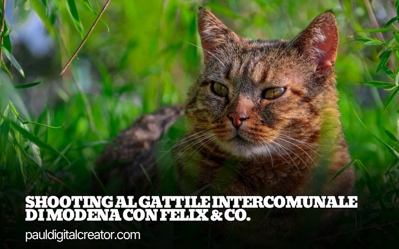 Il mio Shooting al Gattile Intercomunale di Modena con Felix & Co.