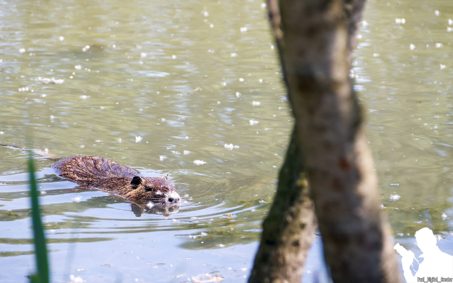 una nutria che nuota