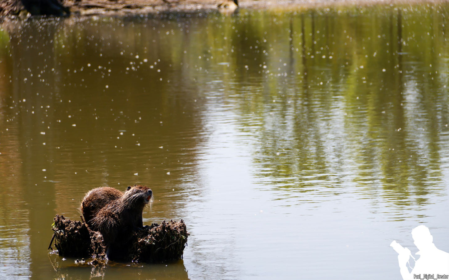 due nutrie su un tronco in mezzo al lago