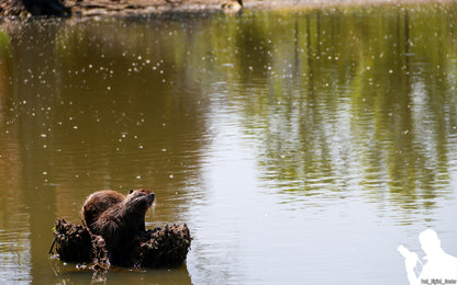 due nutrie su un tronco in mezzo al lago