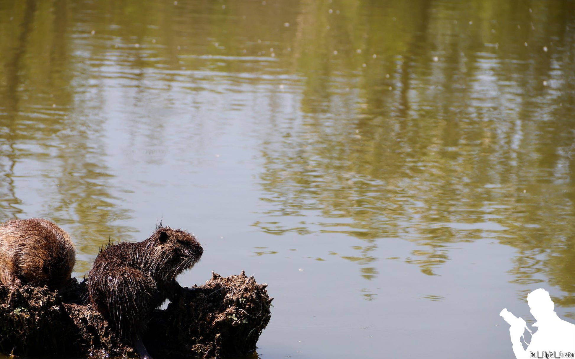 una nutria su un tronco sul laghetto artificiale