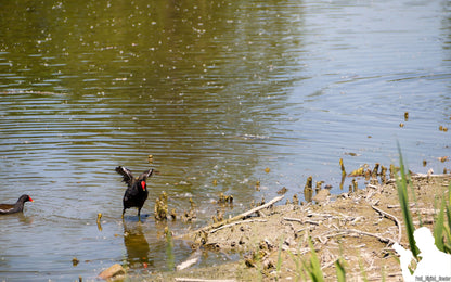 una gallinella selvatica che scuote le ali