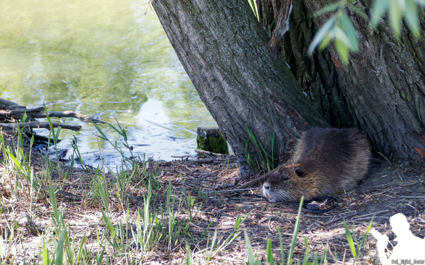 una nutria all'ombra di un albero