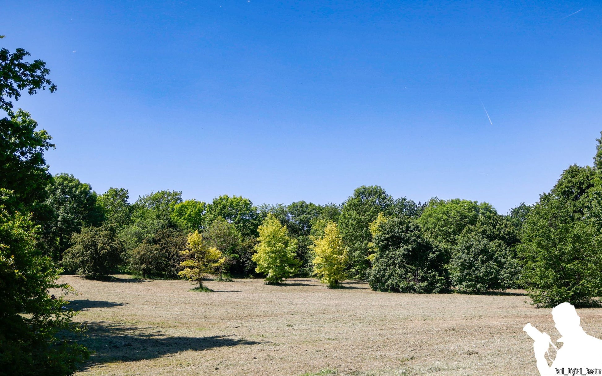 alberi ed erba tagliata con cielo azzurro