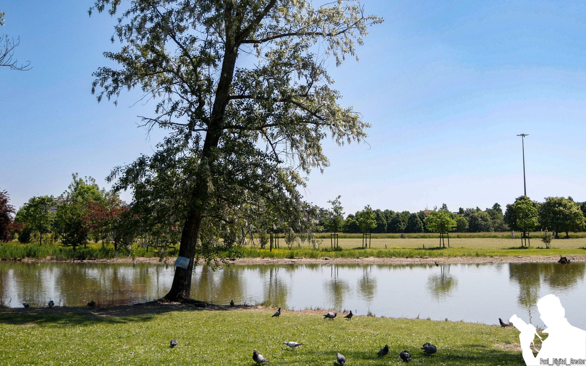 un albero al parco e piccioni sull'erba