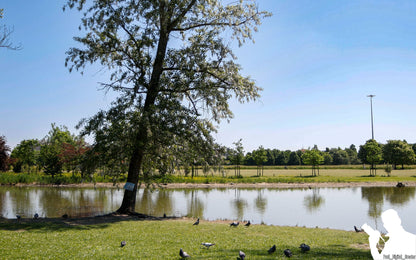 un albero al parco e piccioni sull'erba