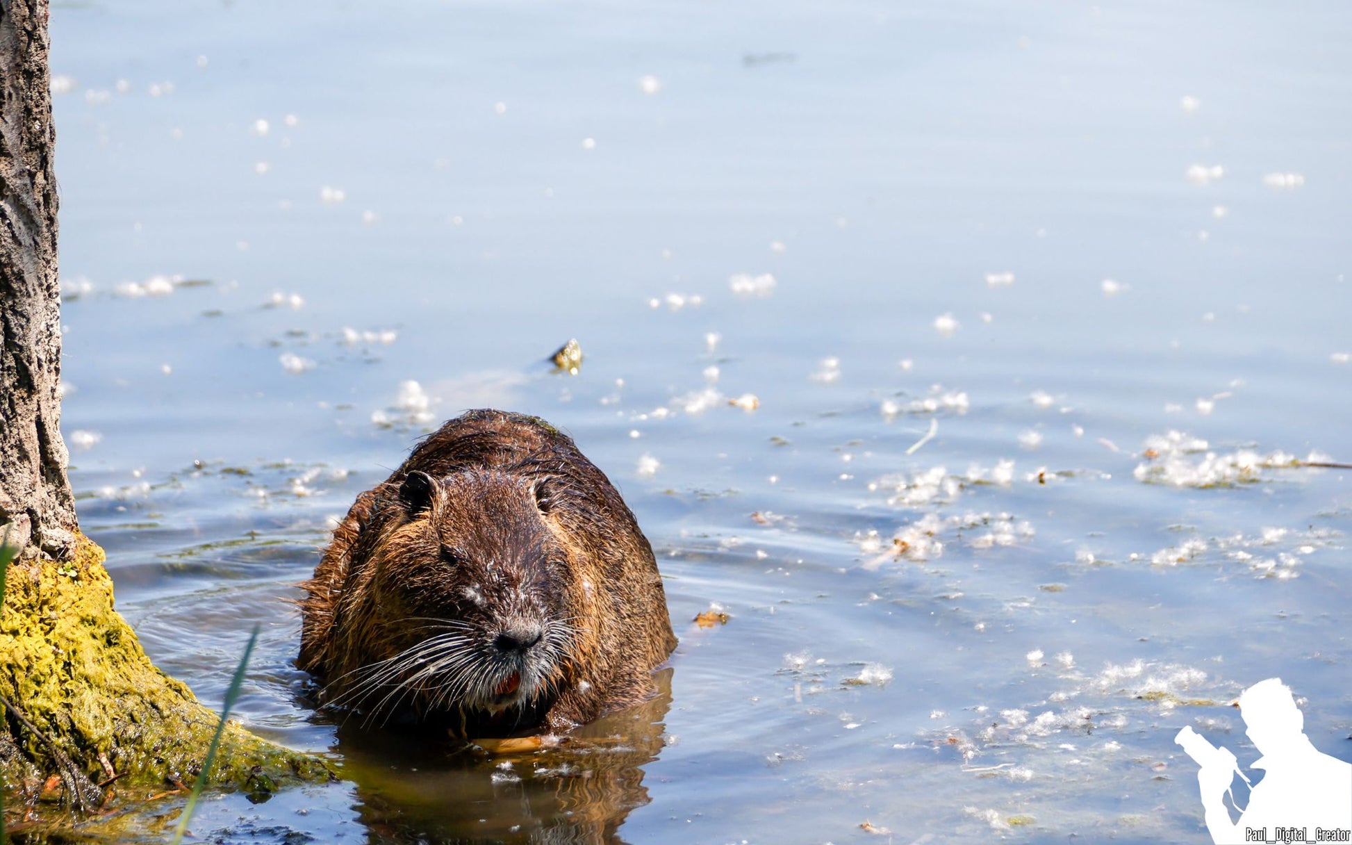 una nutria in acqua