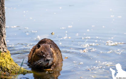 una nutria in acqua