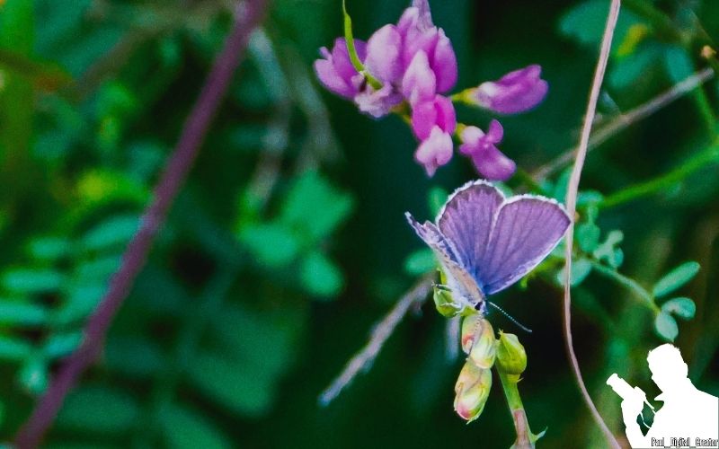 la fotografia di una farfalla plebejus idas, la farfalla ha le ali porpora