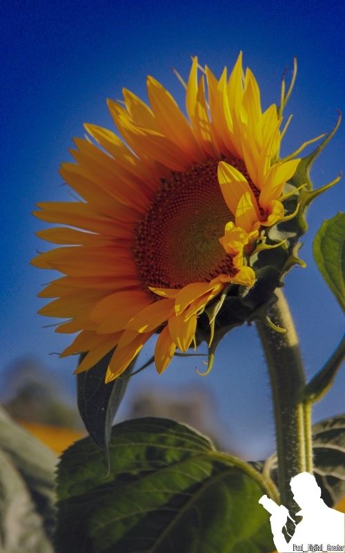 Un girasole dai toni vivaci con cielo azzurro in sottofondo