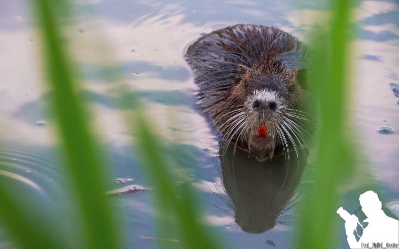 una nutria che guarda l'obiettivo nuotando in un lago, ci sono fili 'erba sfocati in primo piano
