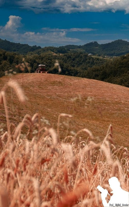 Paesaggio estivo in un campo di grano con un trattore rosso in lontananza e montagne verdi con cielo azzurro