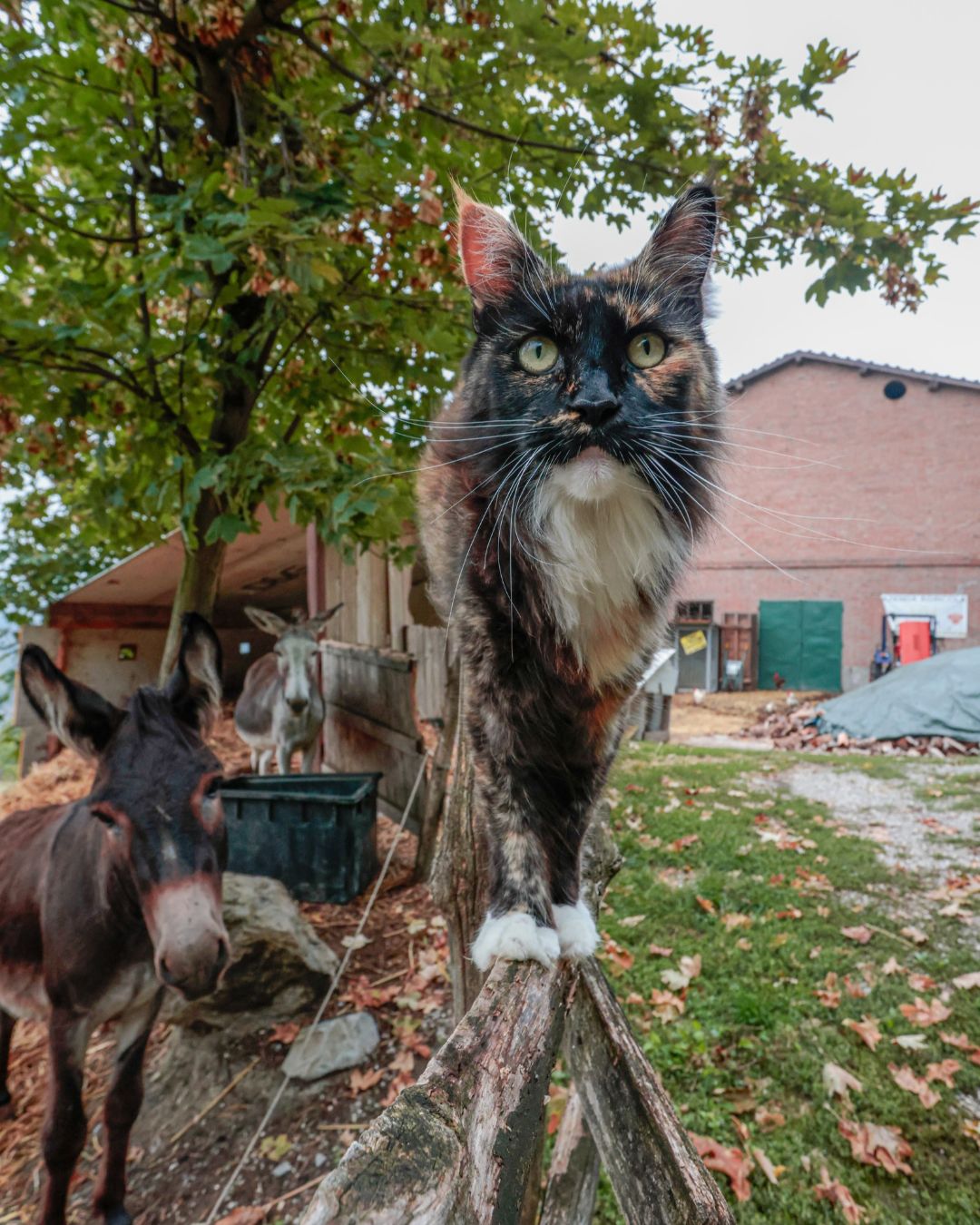 un gatto sulla stagionata di legno e due asinelli che guardano verso l'obiettivo
