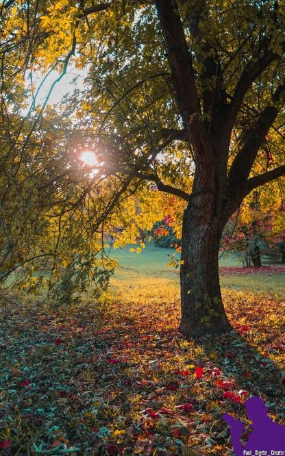 un albero circondato da foglie autunnali colorate ed il sole che filtra tra i rami