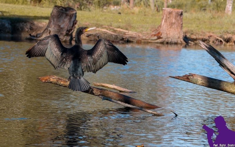 un cormorano in un lago che spiega le ali guardando girato verso l'osservatore