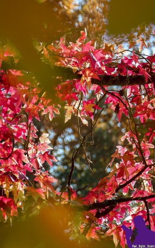 rami di un albero con foglie rosa che compongono un cuore