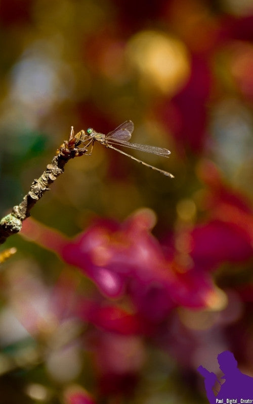 una libellula su un ramo