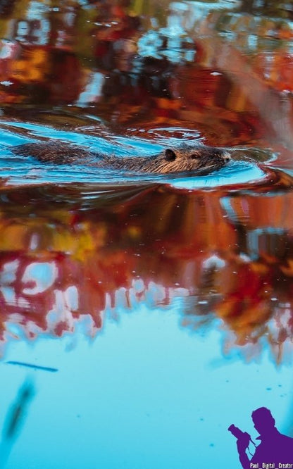 una nutria che nuota tra i riflessi di alberi autunnali in un lago azzurro