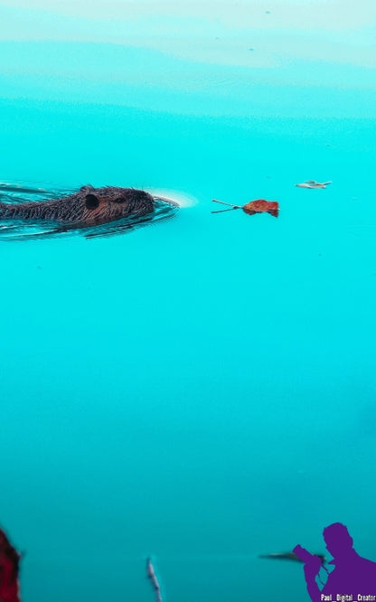 una nutria che nuota verso una foglia in un lago azzurro